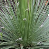 Foltz plant