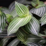 Foltz plant