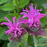 Foltz plant