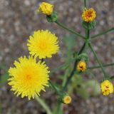 Foltz plant