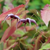 Foltz plant