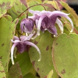 Foltz plant