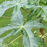 Foltz plant