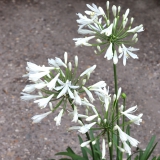 Foltz plant