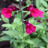 Foltz plant