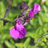 Foltz plant