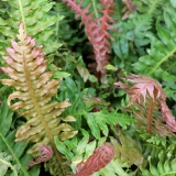 Foltz plant