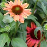Foltz plant