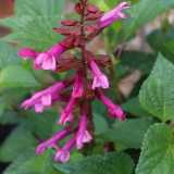 Foltz plant