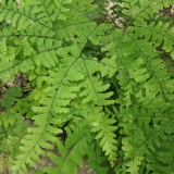 Foltz plant