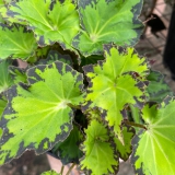 Foltz plant