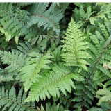 Foltz plant