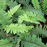 Foltz plant