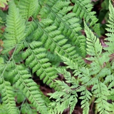 Foltz plant