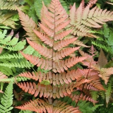 Foltz plant