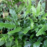 Foltz plant