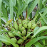 Foltz plant