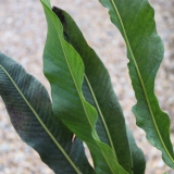 Foltz plant