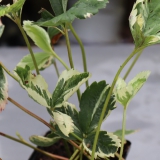 Foltz plant