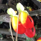 Foltz plant
