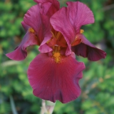 Foltz plant