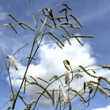 Foltz plant