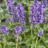 Foltz plant