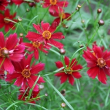 Foltz plant