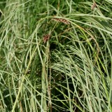 Foltz plant