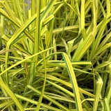 Foltz plant