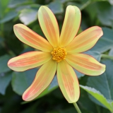 Foltz plant