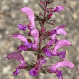 Foltz plant