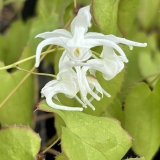Foltz plant