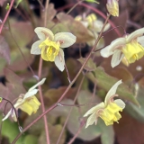 Foltz plant