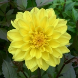 Foltz plant