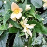 Foltz plant