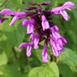 Foltz plant