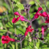 Foltz plant