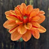 Foltz plant