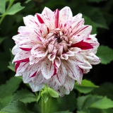 Foltz plant