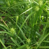 Foltz plant