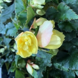 Foltz plant