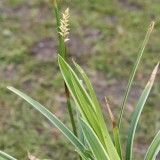 Foltz plant
