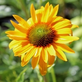 Foltz plant