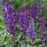 Foltz plant