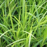 Foltz plant