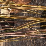 Foltz plant
