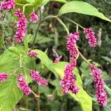 Foltz plant