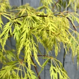 Foltz plant