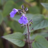 Foltz plant